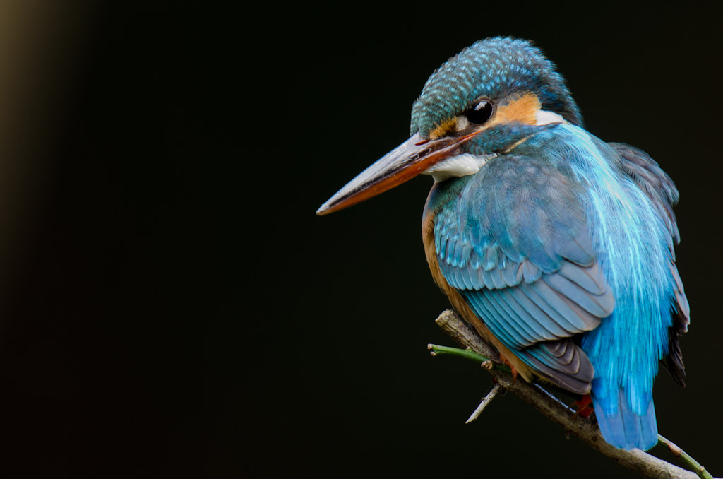 東高根　野鳥　カワセミ