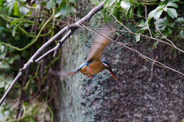 東高根　野鳥　カワセミ