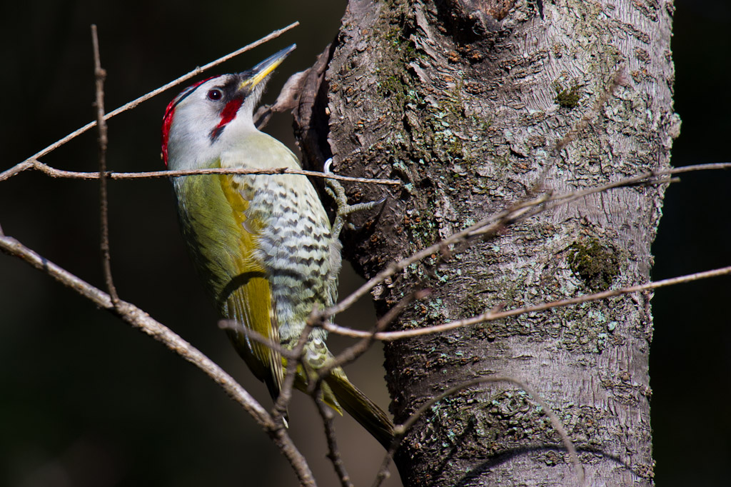 東高根　野鳥　アオゲラ