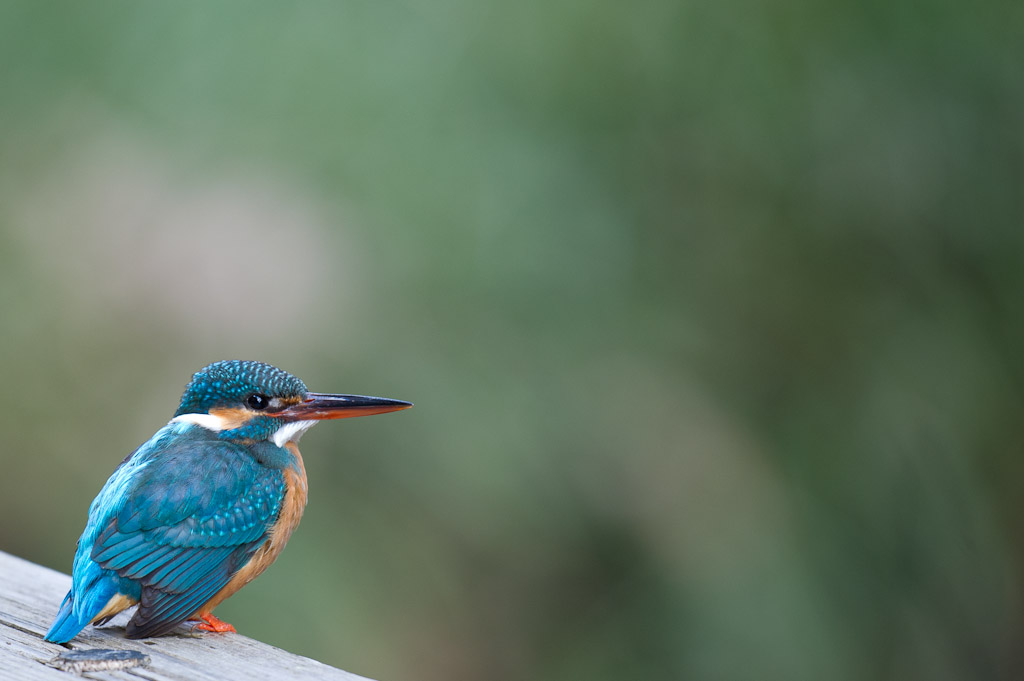 東高根　野鳥　カワセミ