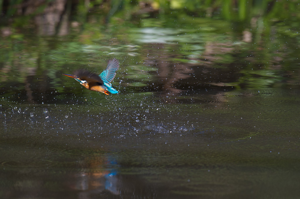 東高根　野鳥　カワセミ