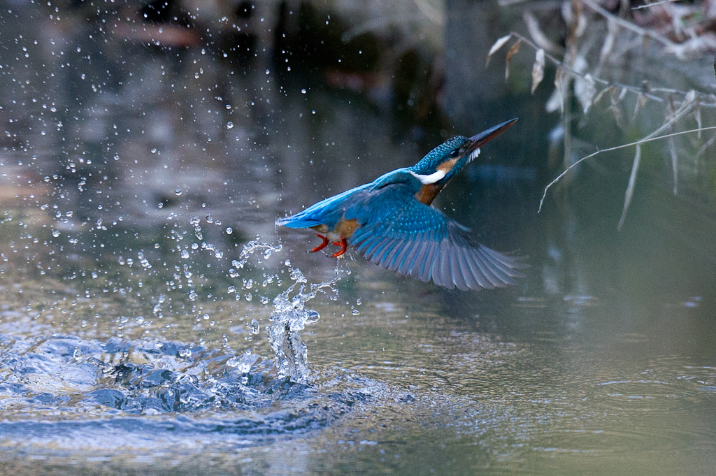 東高根　野鳥　カワセミ