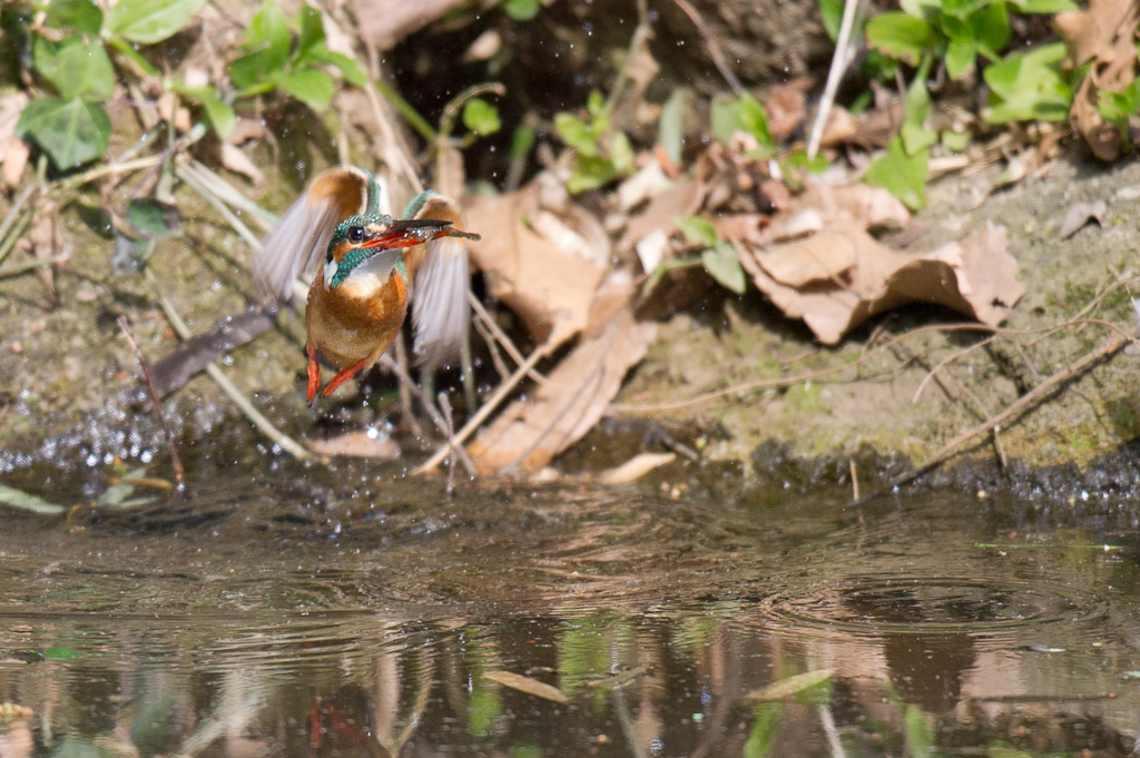 東高根　野鳥　カワセミ