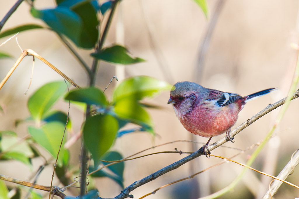 多摩川　野鳥　ベニマシコ