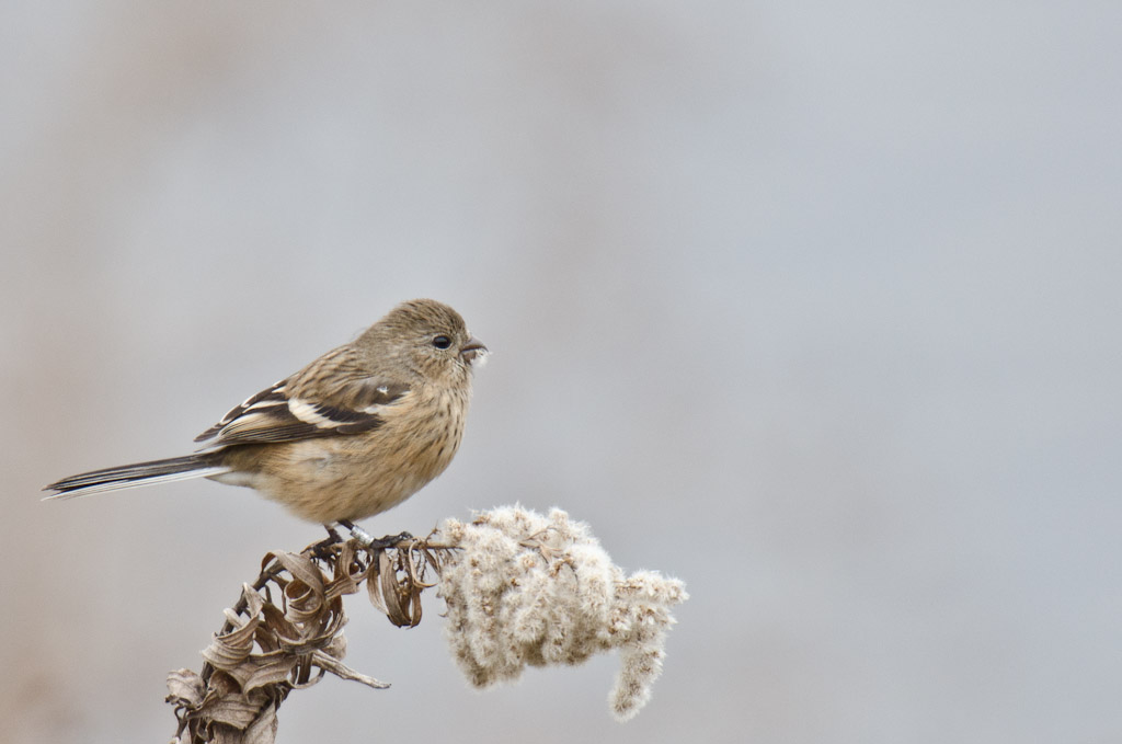 多摩川　野鳥　ベニマシコ