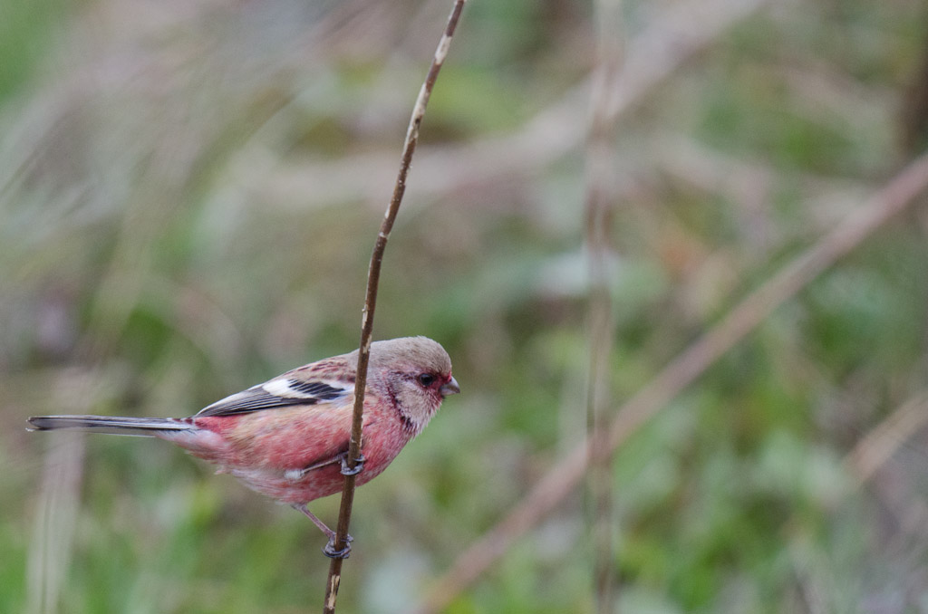 多摩川　野鳥　ベニマシコ