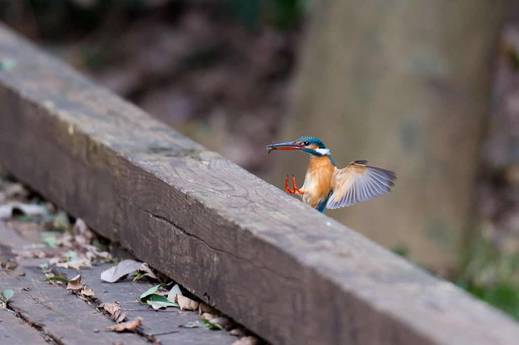 東高根　野鳥　カワセミ