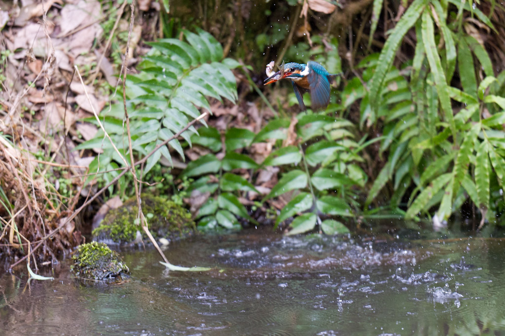 東高根　野鳥　カワセミ