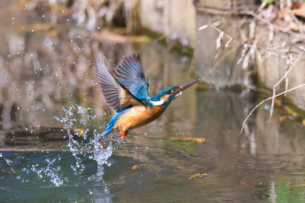 東高根　野鳥　カワセミ