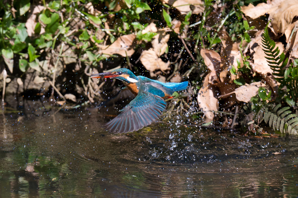 東高根　野鳥　カワセミ