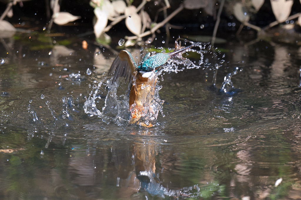 東高根　野鳥　カワセミ