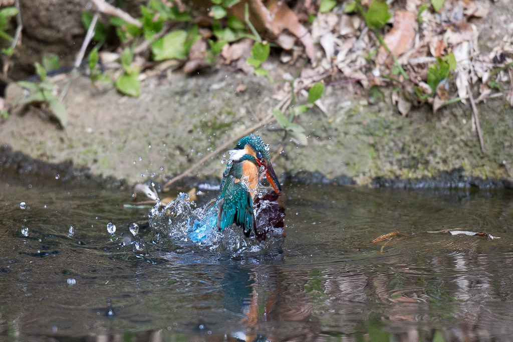 東高根　野鳥　カワセミ