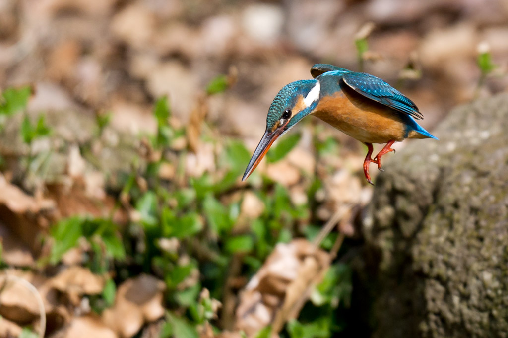 東高根　カワセミ　野鳥