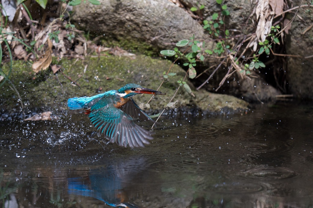 東高根　カワセミ　野鳥