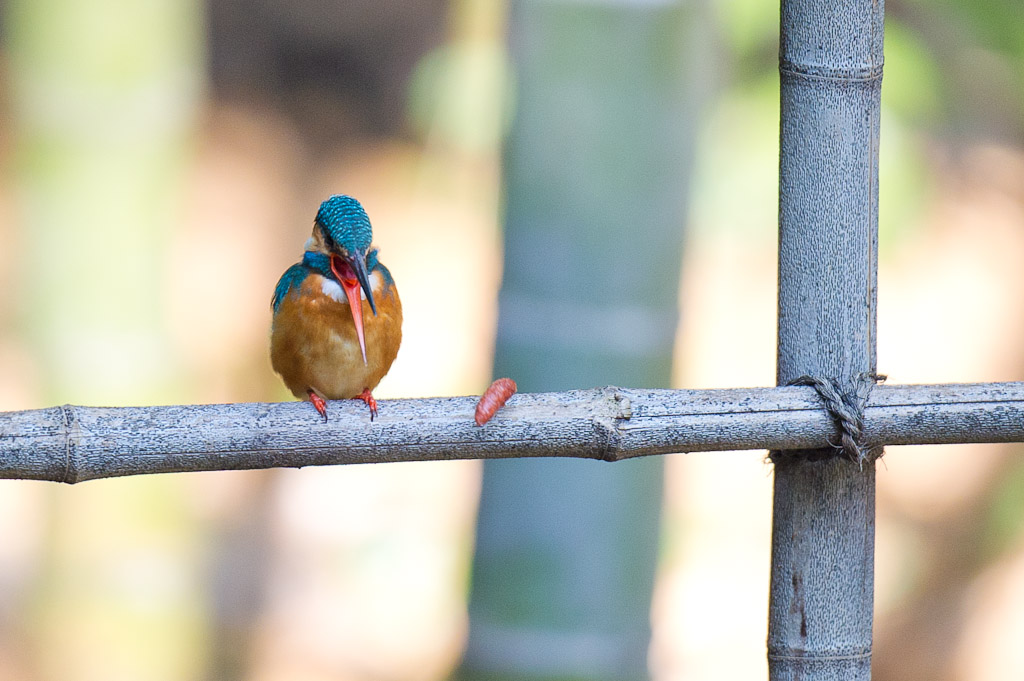 東高根　野鳥　カワセミ