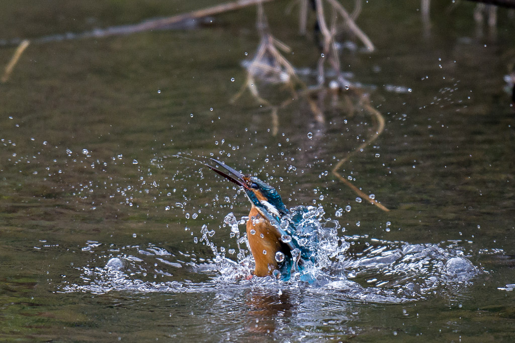 D7100　四季の森　カワセミ