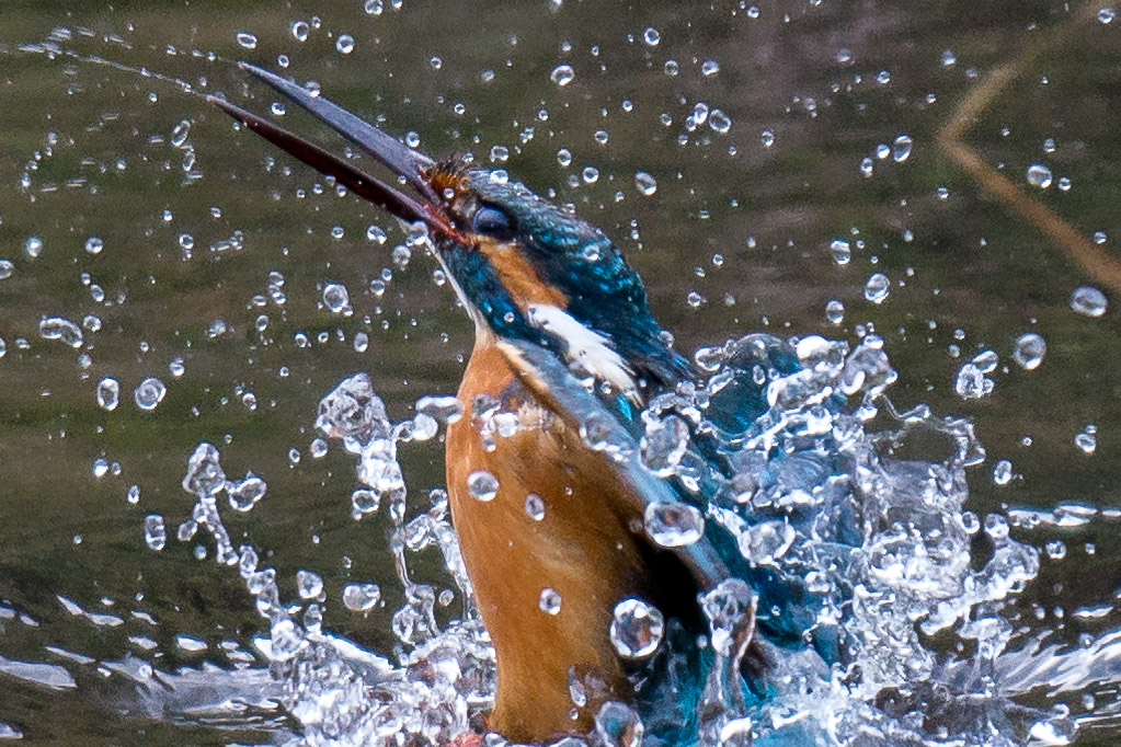 D7100　四季の森　カワセミ