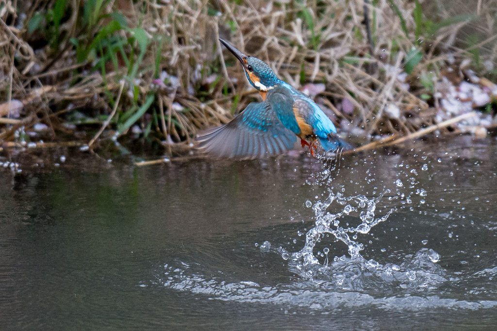 D7100　四季の森　カワセミ