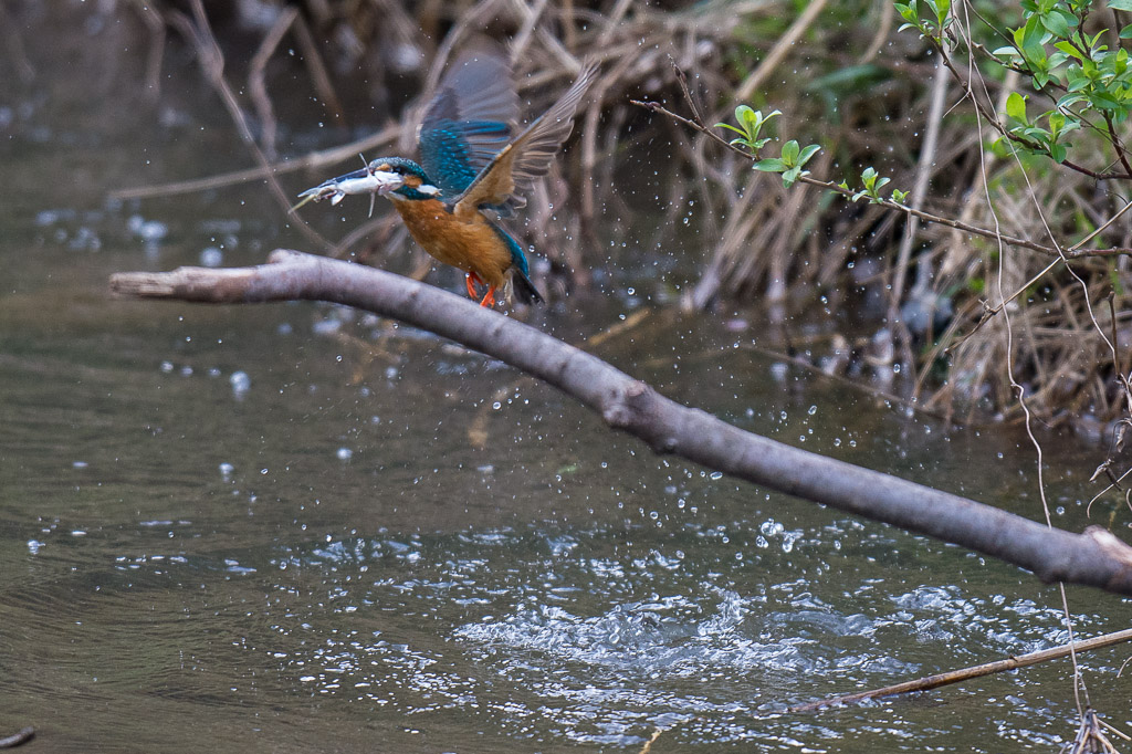 D7100　四季の森　カワセミ