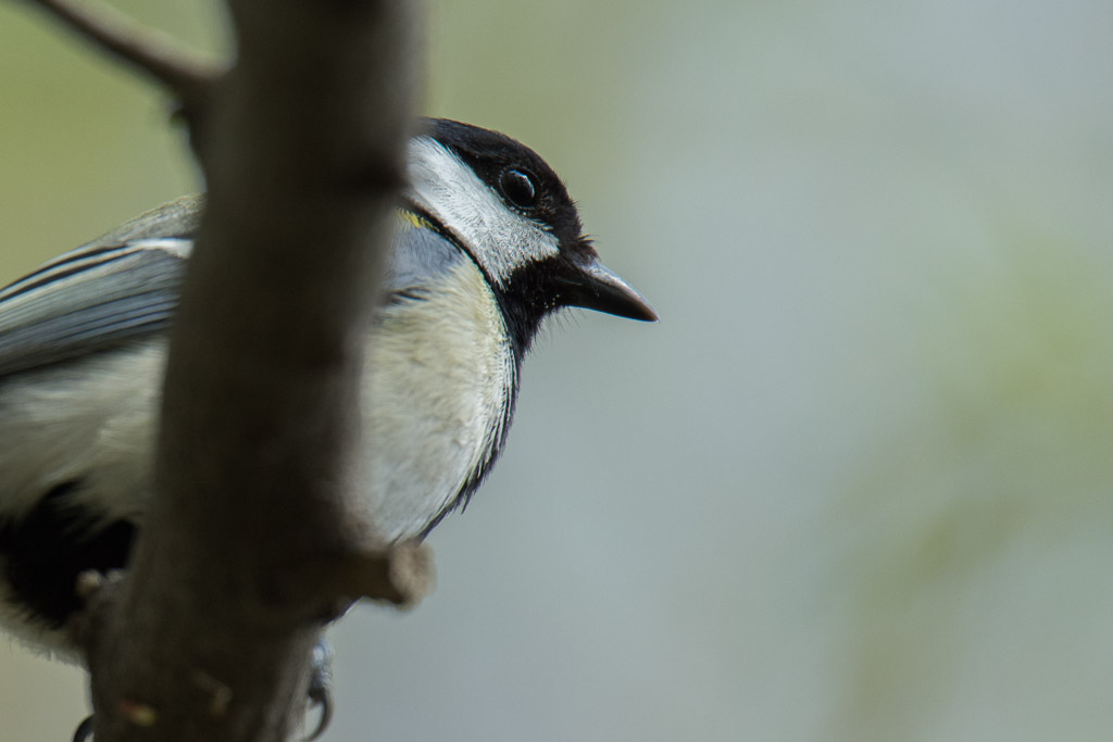 D7100　東高根　野鳥　シジュウカラ