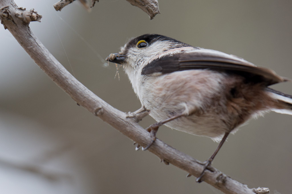 生田緑地　野鳥　エナガ