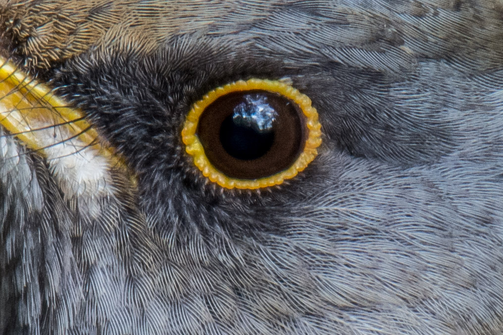 東高根　野鳥　シロハラ