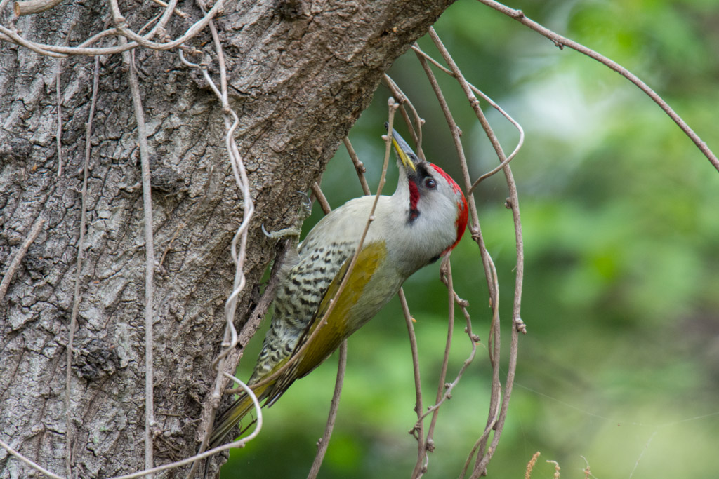 東高根　野鳥　アオゲラ