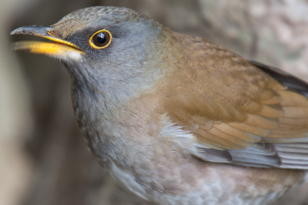 東高根　野鳥　シロハラ