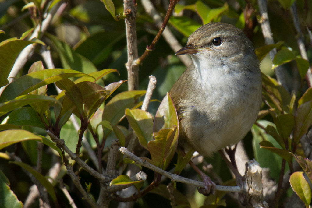 東高根　野鳥　ウグイス