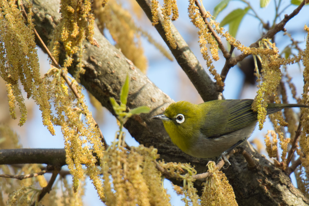 東高根　野鳥　メジロ