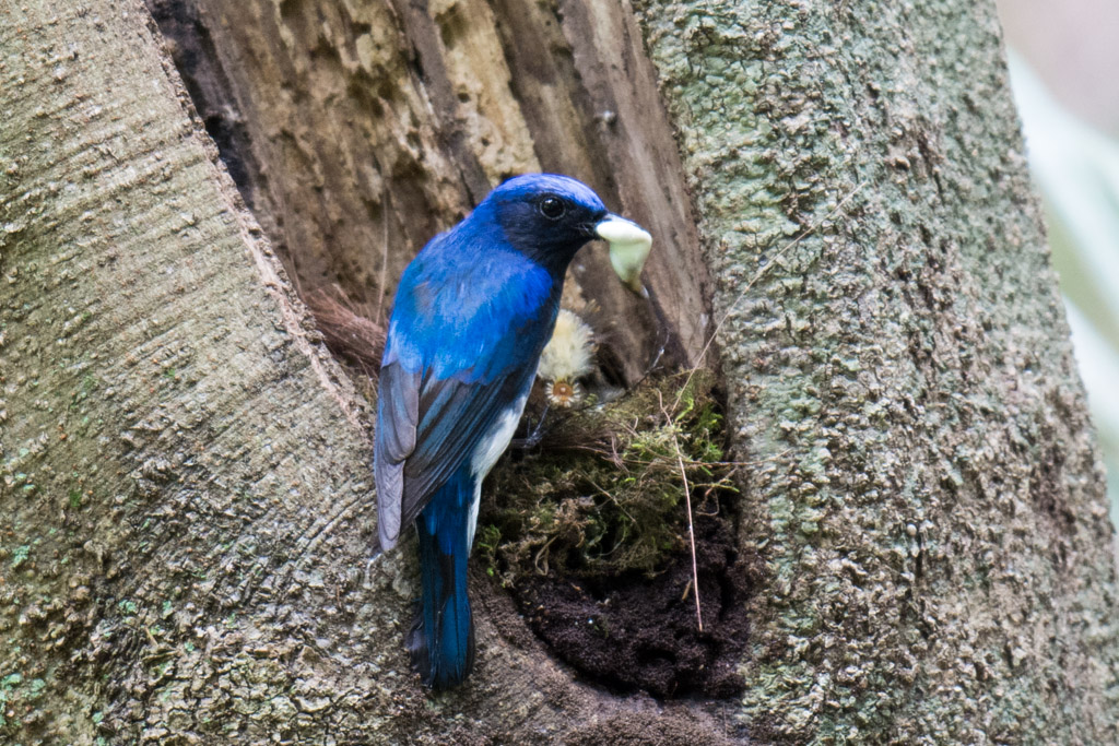 東高根森林公園　野鳥　オオルリ