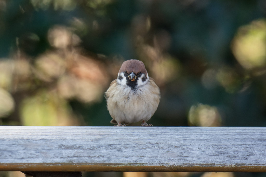 東高根森林公園　野鳥　スズメ