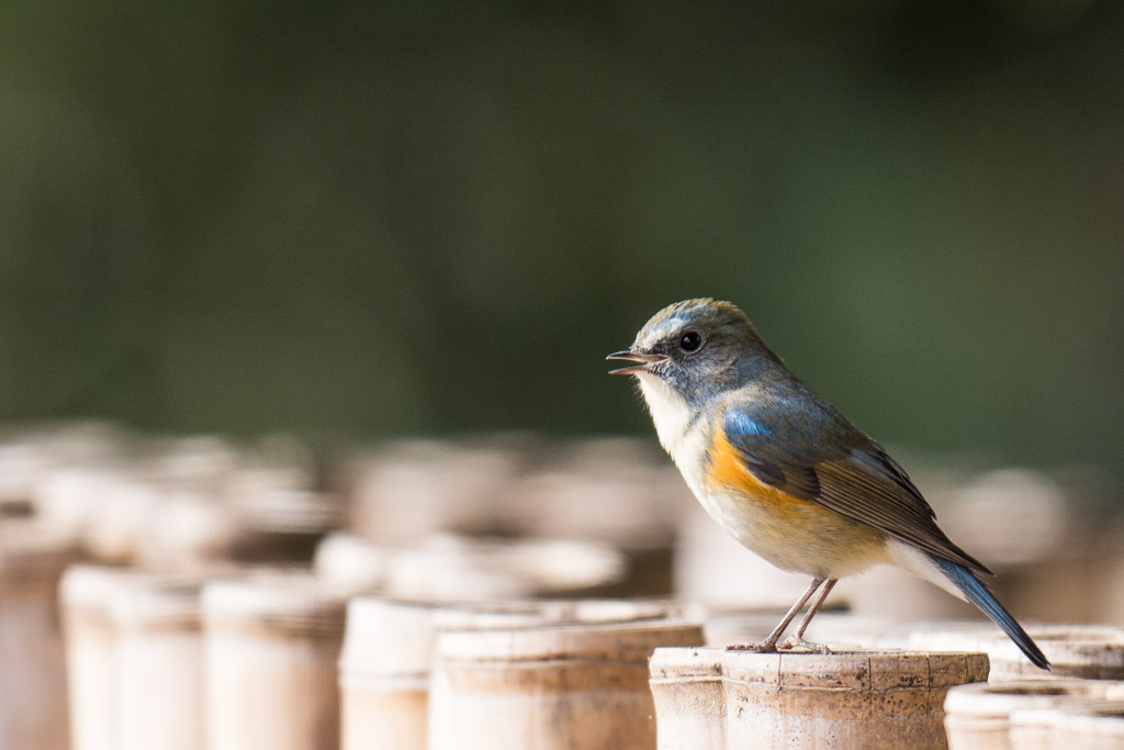 生田緑地　野鳥　ルリビタキ