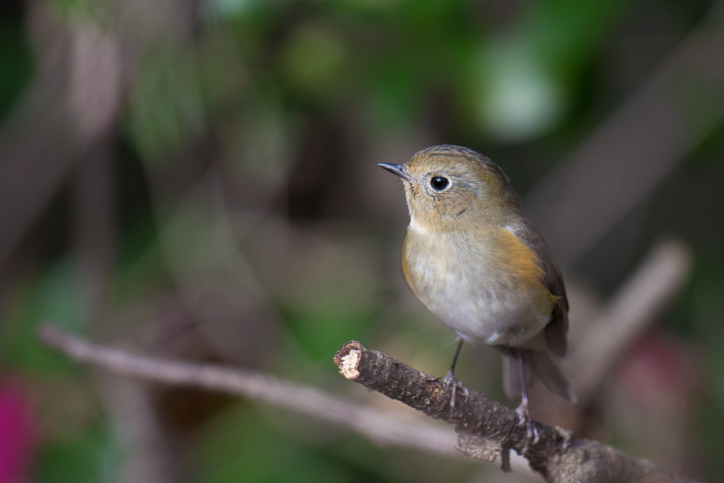 生田緑地　野鳥　ルリビタキ