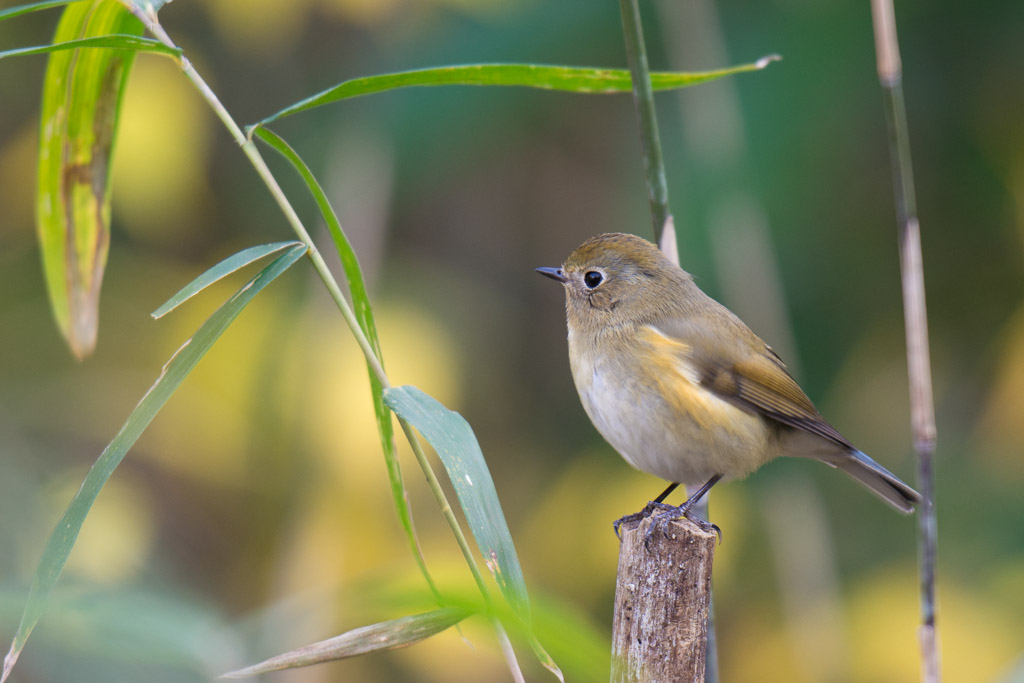 生田緑地　野鳥　ルリビタキ