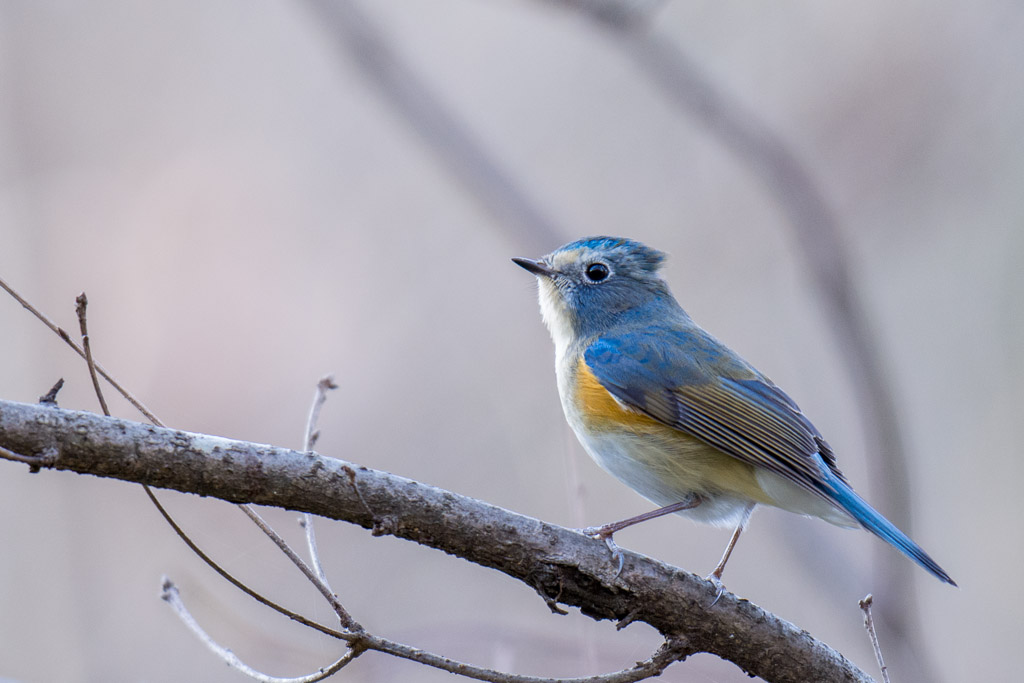 生田緑地　野鳥　ルリビタキ