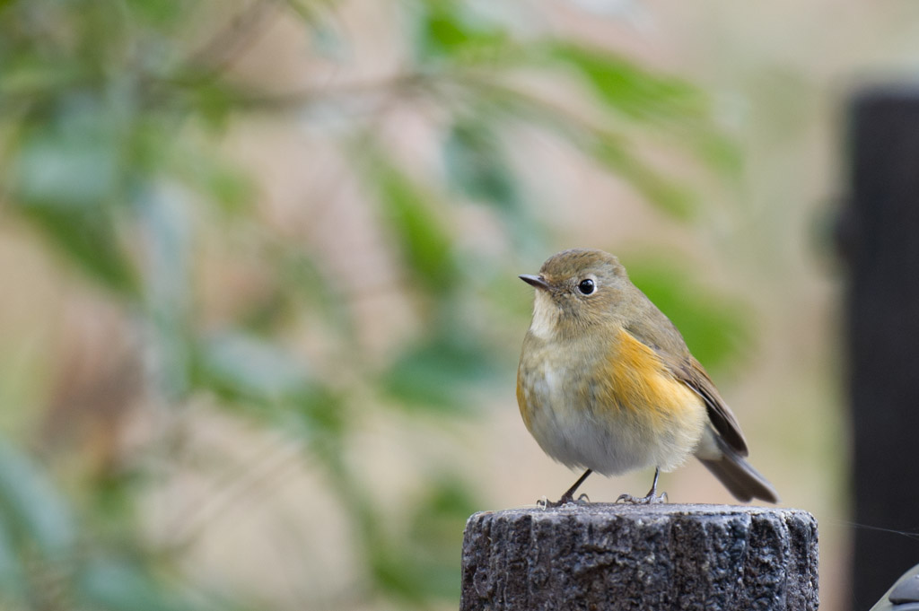 都築中央公園　野鳥　ルリビタキ