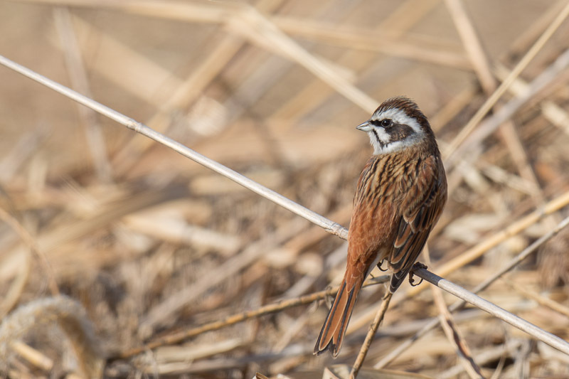 多摩川　野鳥　ホオジロ