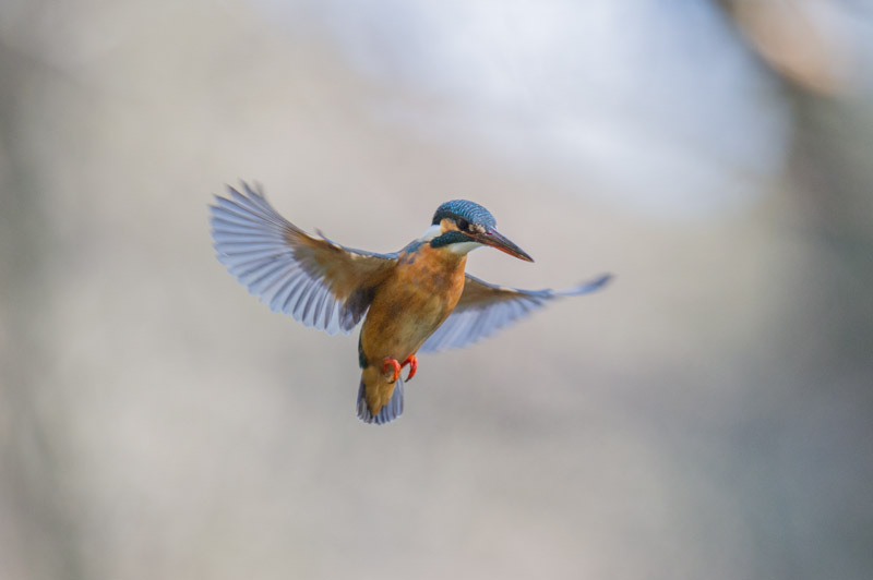 東高根森林公園　野鳥　カワセミ